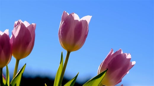 Flower, Tulip, Blooms. Free Stock Video