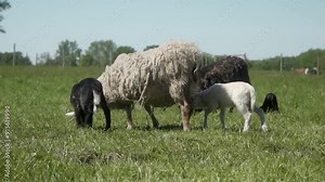 Two lambs, one black and one white, walk closely together in a lush green pasture. A shaggy sheep with thick wool leads the lambs through the sunlit grass.