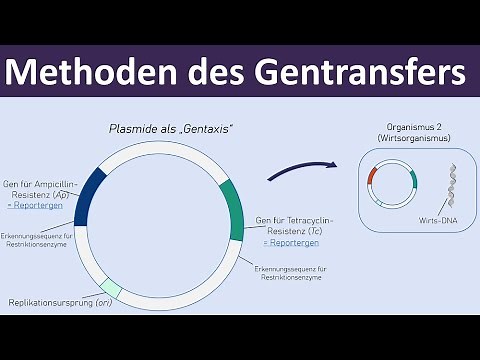 Methoden des Gentransfers - [Vektoren, Plasmide, Transformation] - [Gentechnik, 4/7]