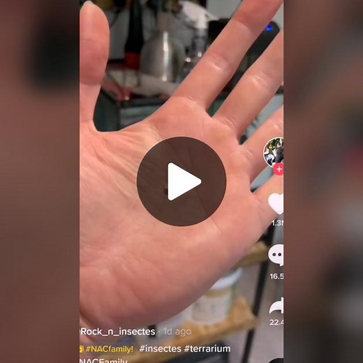 bangistalonggis on TikTok