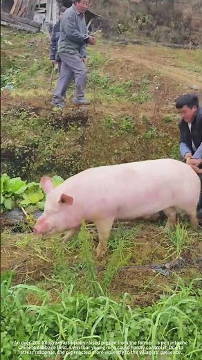 The large white pig that escaped from the pen