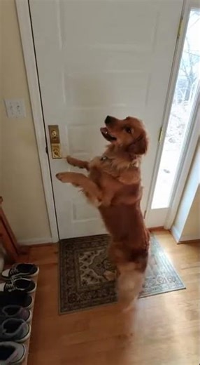 Most shocking dog and owner moment !