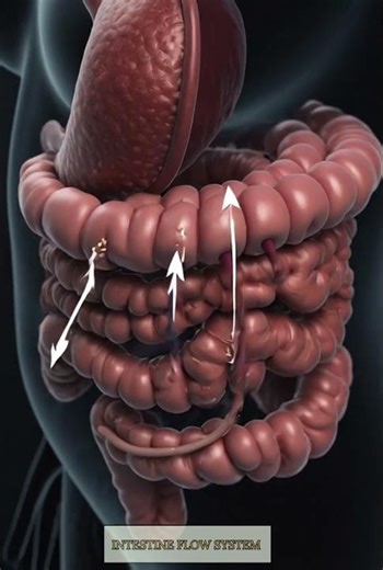 Inside Digestion: A New 3D Perspective |Digestive System