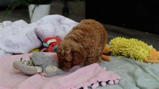 Cavapoo puppy for sale