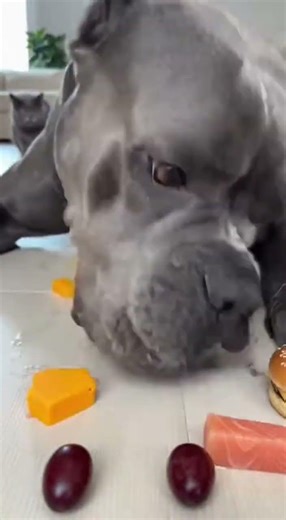 I Challenged My Dog to Eat FAST… You Won’t Believe What Happened! 😱🤣 #shorts #dogs #funny #challenge