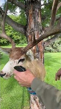 Big Muley gets a little cleanup. #muledeer #bigbuck #muledeerbuck #deerhunter #taxidermy