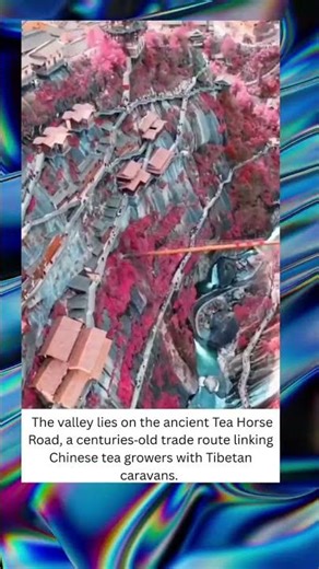 China’s Wangxian Valley (望仙谷): The Ancient Tea Road Frozen in Time