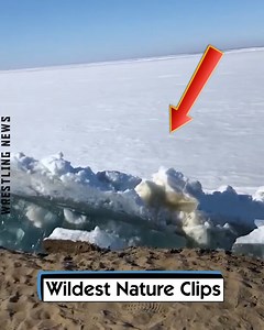 35K views · 80 reactions | Wildest Nature Clips | Wrestling News | Facebook