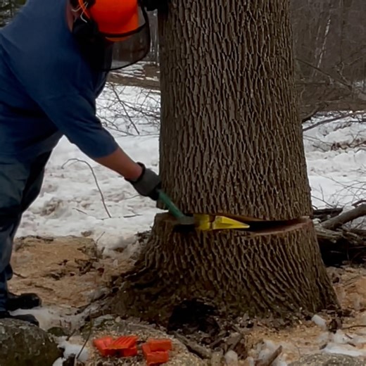 33 Inch Tree Falling After 6 Wedges! #timber #falling #bigone #bigboss #bigtree #logging #getitdone