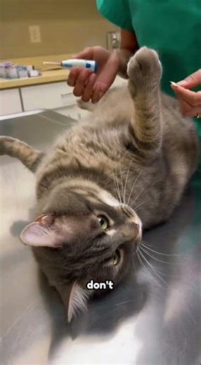 This Cat HATES Trim Time 😬🐾#SmokyTheCat #FunnyCats #CatDrama #TrimTime #NailTrim #Shorts #ViralCat