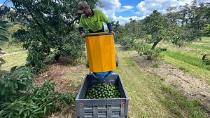How Mexico’s Avocado Industry Creates a $1.6 Billion Empire