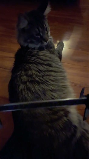 Measuring Cats | Baseline Measurements
