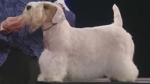 The AKC National Championship Dog Show features new breeds, same cuteness