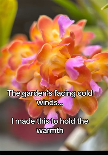 Orchids in Bloom: A Visual Love Letter from South Florida