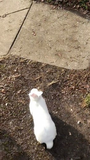 I’m fast as fluff boi | Bunnysdayout