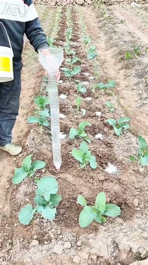 Targeted Fertilizer Application Methods for Crops #shorts