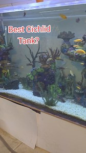1800 Gallon Cichlid community #cichlids #fish #aquarium #reels | Ohio Fish Rescue
