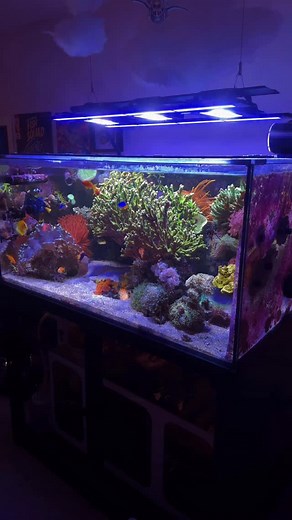 1.6K views · 204 reactions | Now there are three! 拾 | Inappropriate Reefer | Facebook