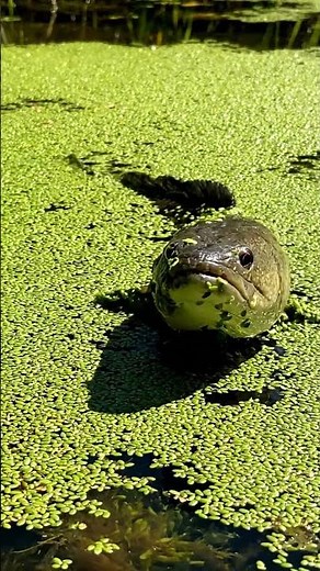 🔥 Crazy Fish Bites Bait 68 2K - You Won't Believe This! ✨