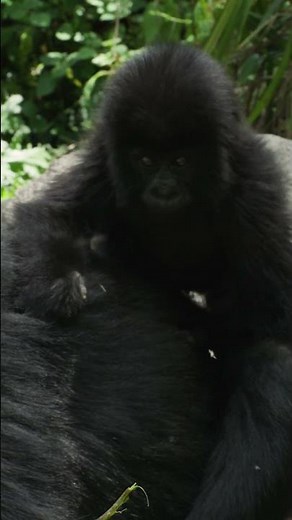 Gorillas Need Your Help.