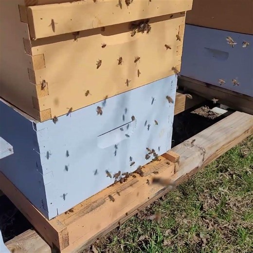 Honeybees Buzzing at the Hive 🐝 | Sticky Bee Apiary | Augusta, Ontario #beekeeping #bee #savethebees