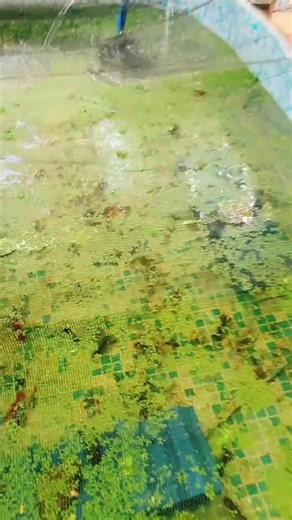 Crayfish DIY Pond Setup for Small-Scale Crayfish Farming