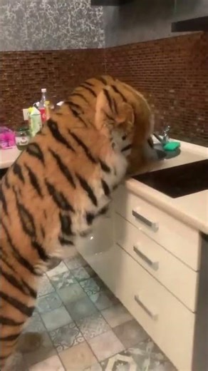 #animal #nature #pet #wildlife #adorable 45