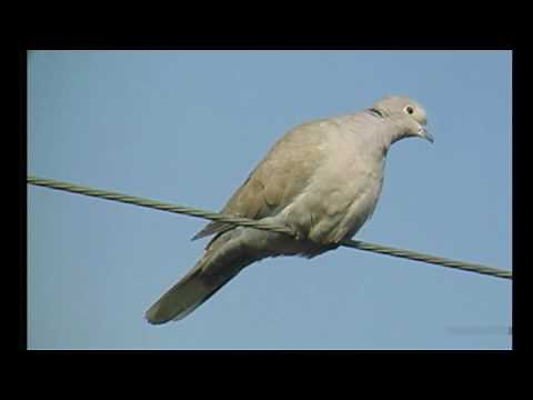 シラコバト（2）秋ヶ瀬公園脇（さいたま市） - Eurasian Collared Dove - Wild Bird - 野鳥 動画図鑑