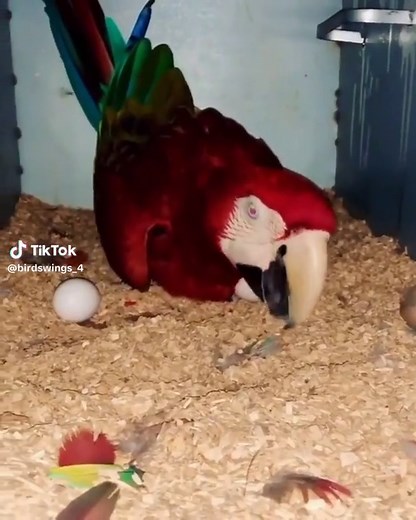 Rs_Hoque_Shawan_420 على TikTok