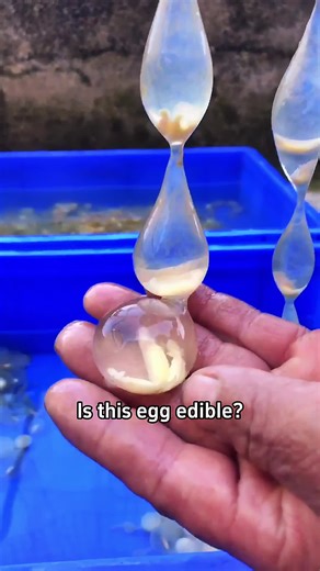 Exploring Unique Types of Edible Eggs