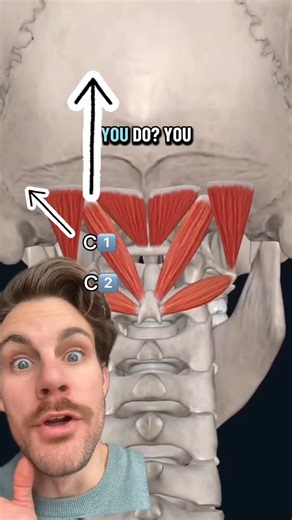 Eric Johnson | M.OMSc, BHK, OMP on Instagram: "The Suboccipital Muscles! 🧐Explore the intriguing suboccipital region, located beneath the bump on the back of the skull known as the external occipital protuberance. This pyramidal area houses: 💥Atlas and axis, the first two cervical vertebrae 💥Four pairs of muscles: rectus capitis posterior major & minor, obliquus capitis inferior & superior 🔺The suboccipital triangle, framed by three of these muscles, contains key structures: - Vertebral arte