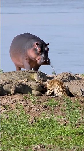 Aggressive Hippo Attacks Without Mercy