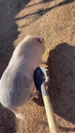 🥺🐾🐾🐾Subscribe. New video every hour!!!🥺🐾🐾🐾 #animal #petlover #petlife #cat #dog