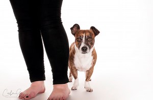 Why are dogs scared of vacuum cleaners? 5 Household items dogs are afraid of