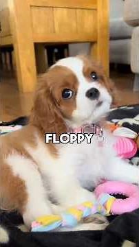 Cavalier King Charles Spaniel 🐶 From Round-Faced Puppies to Gentle, Affectionate Shadows