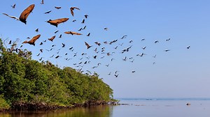 BBC Four - The Wonder of Animals - Wonder facts: Bats