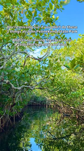 Everyone talks about the reef snorkeling, diving, and glass bottom boat tour at @johnpennekampstateparkcrpc in Key Largo, Florida. And those are amazing. But don’t skip the other beautiful activities. 1️⃣The trails: Well-defined crushed-rock trails through the woods where you can see lizards everywhere, a boardwalk through the mangroves, and a trail that ends at an old orchard (there are still key lime plants there!) 2️⃣Kayaking: We enjoyed peaceful kayaking through the beautiful mangroves. You 