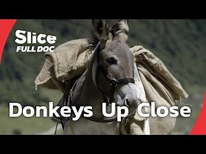 Donkeys: Loyal, Smart, and Misjudged | FULL DOCUMENTARY