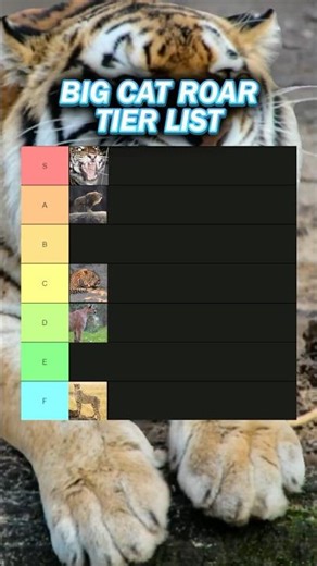 The ULTIMATE Big Cat Roar Tier List! #wildlife #bigcat #tierlist #shortsfeed