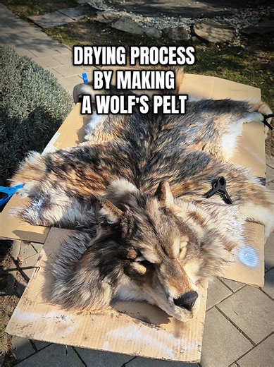 In the world of high-end streaming productions, details decide everything. The wolf is now in the drying phase — locking in shape, texture, and natural movement. Next step: attaching the head to the body and refining every last detail. Crafted for close-ups. Built for immersive storytelling. Soon, this wolf replica will be ready for its client — film set approved. Where practical effects meet cinematic realism. #StreamingProduction #CinematicQuality #PracticalEffects #CreatureDesign #WolfReplica