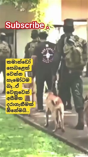නොහැක්කක් නොමැත.. #trending #ytshorts #shortsfeed#Slarmy #slcommando#viral