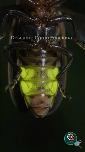 Firefly light generates no heat, here is what happens inside