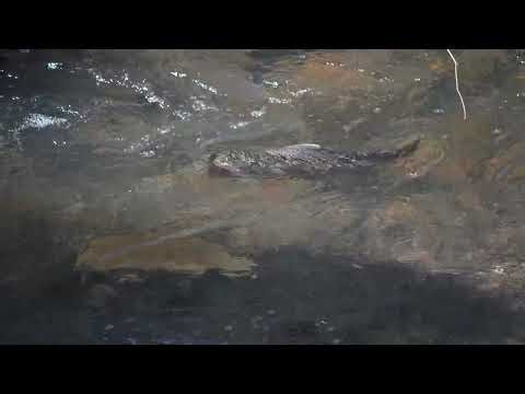 Catherine Creek March 24th 2026 Amazing Trout video