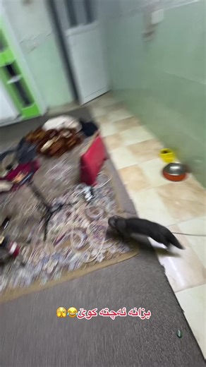 بزانە ئەچتە کوێ: کۆمەدی خۆش و خندەناک