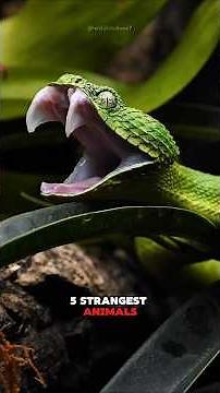 5 strangest animals you won’t believe actually exist! 😱🤯 #wildlife #animals