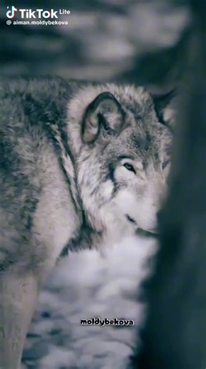 Azamat Bekmoldaev (@azamat.bekmoldaev)’s videos with оригинальный звук - Azamat Bekmoldaev