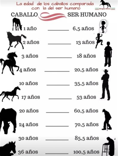 DATOS IMPORTANTES Edades del caballo Edad del caballo: 1 año – edad del humano: 6,5 años (infancia) Edad del caballo: 2 años – edad del humano: 13 años (preadolescencia) Edad del caballo: 3 años – edad del humano: 18 años (adolescencia, primera juventud) Edad del caballo: 4 años – edad del humano: 20 años (adulto joven) Edad del caballo: 5 años – edad del humano: 24,5 años (madurez física, adulto) Edad del caballo: 13 años – edad del humano: 43,5 años (mediana edad) Edad del caballo: 20 años – e