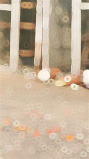 Understanding Pigeons as Pets