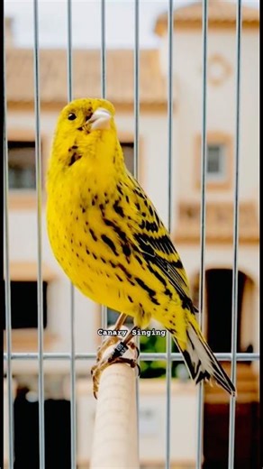 Canary Singing | Lizard Canary Singing #canarysinging #galerikenariindonesia #kenari3in1 #kenari