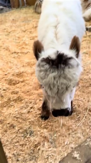 3.5K views · 35 reactions | Meet this gorgeous male Mini Highland! Healthy, friendly, and full of charm, he’s perfect for breeding, hobby farms, or just adding character to your pasture. Gentle, easy to handle, and raised with care. ✨ Message for details or to reserve him today! #MiniHighland #HighlandCows #MiniCattle #MiniHighlands #MiniBull #FarmLife #HomesteadAnimals #FluffyCows #MiniCows #FarmPets | Shannon’s Mini Highland cattles for adoption | Facebook